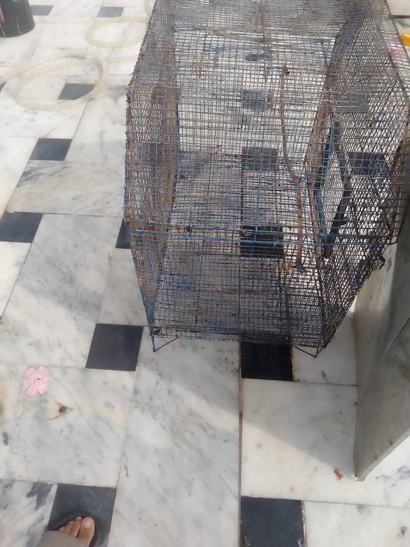 Bird cage 1