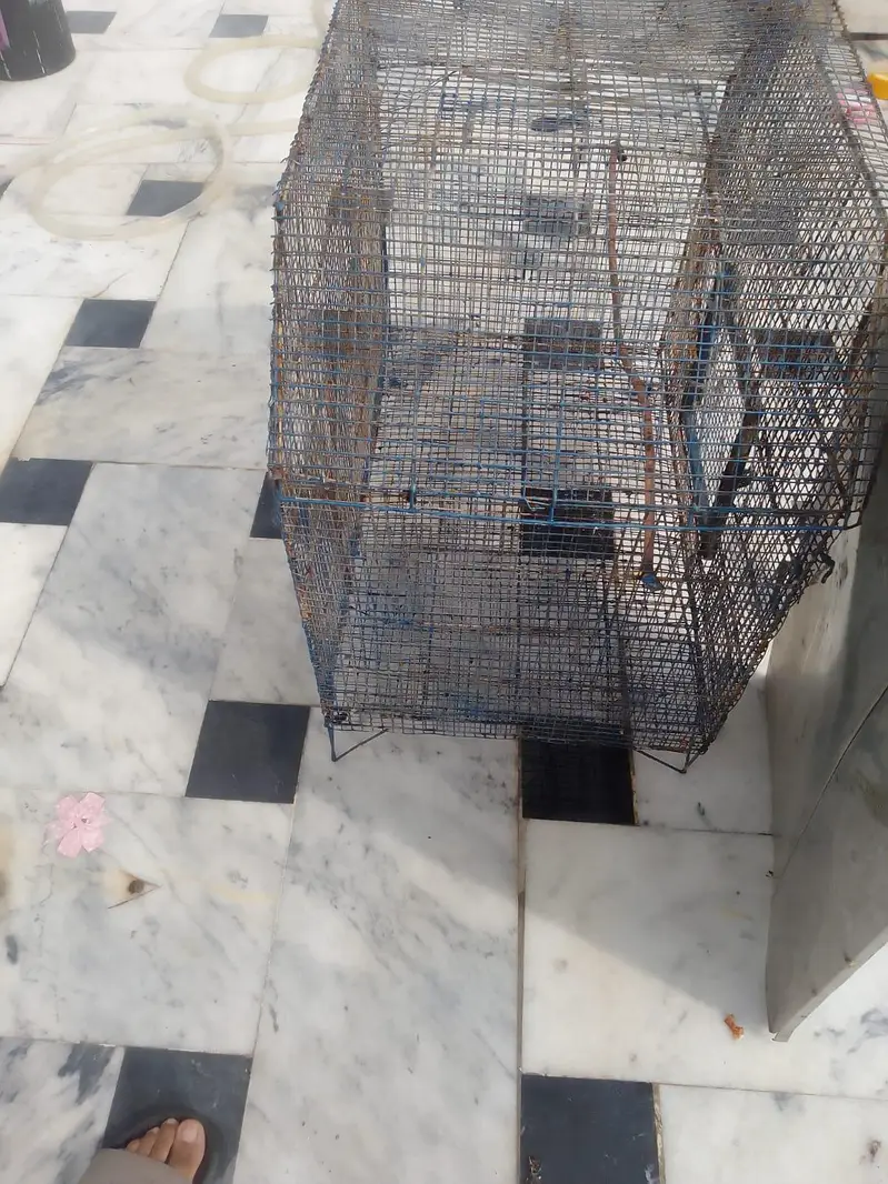 Bird cage — photo 2