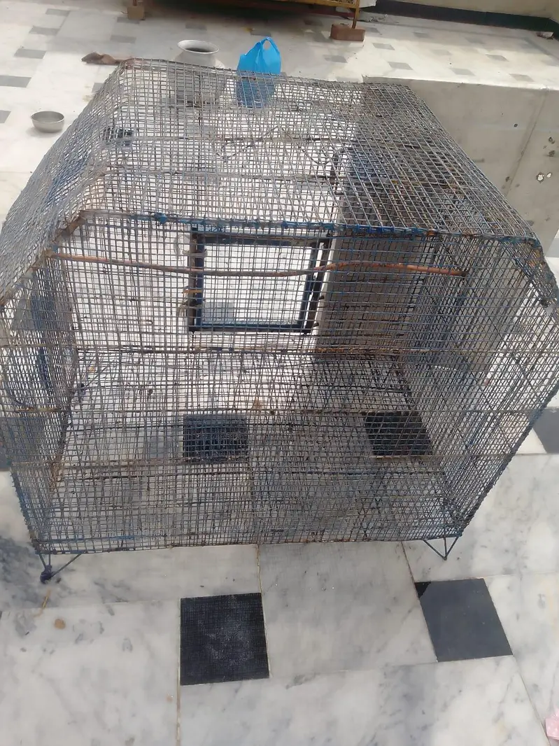 Bird cage — photo 4