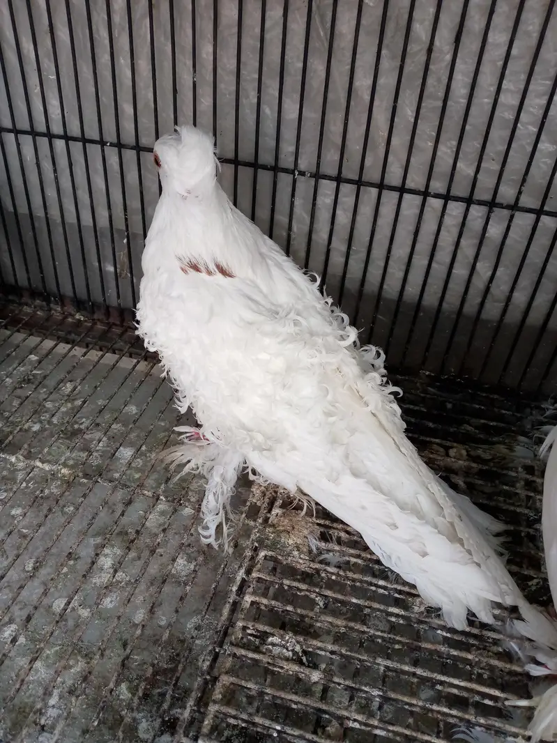 frill 3 kali chick one piece only — photo 2