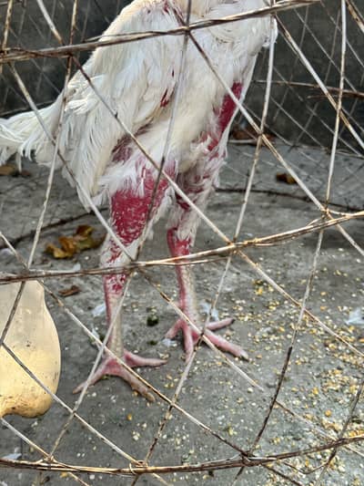 Pure Aseel Shamoo breed white