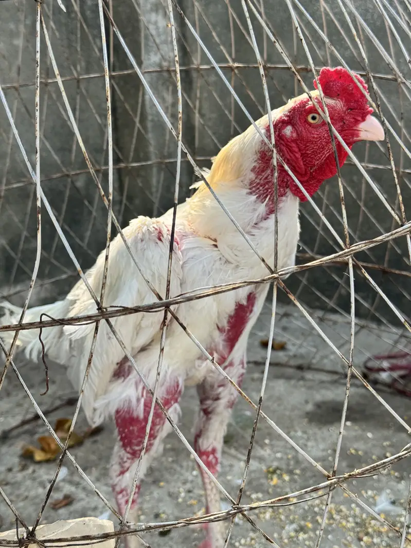 Pure Aseel Shamoo breed white — photo 2