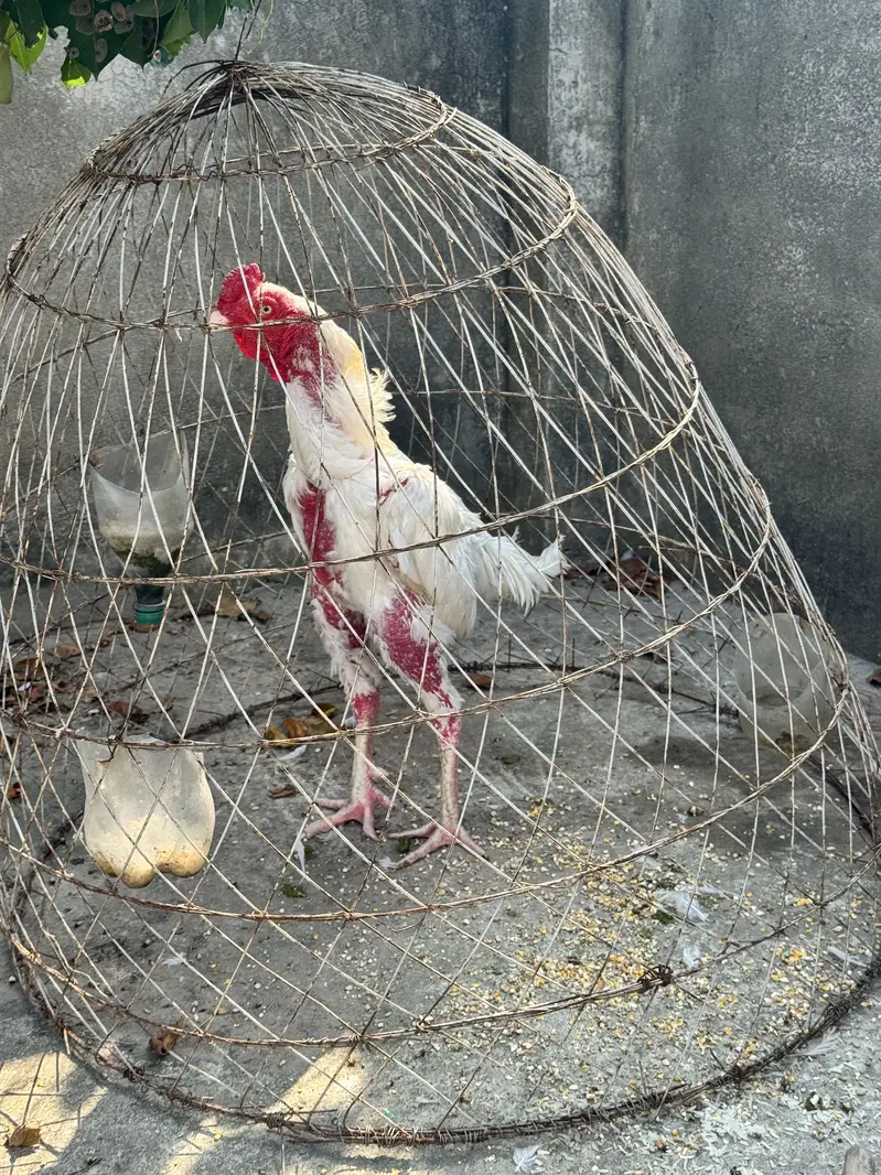 Pure Aseel Shamoo breed white — photo 3