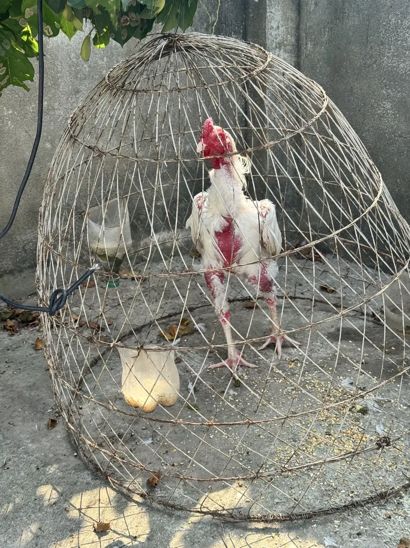 Pure Aseel Shamoo breed white — photo 4