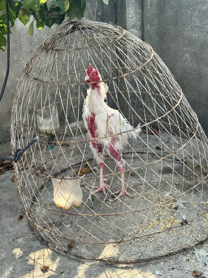 Pure Aseel Shamoo breed white — photo 5