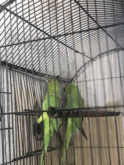 Green parrots healthy and active pair WhatsApp no 03135579219