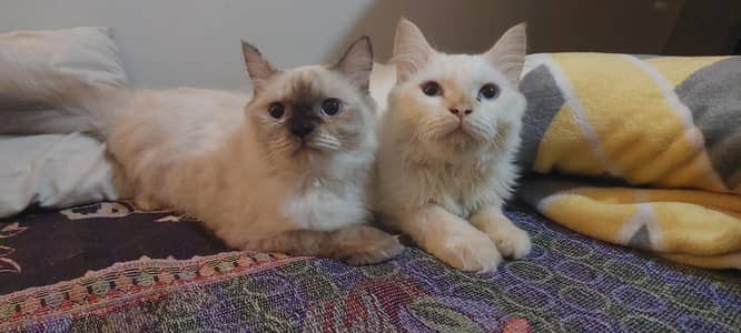Royal Persian pair for sale