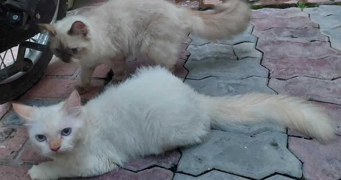 Royal Persian pair for sale — photo 2