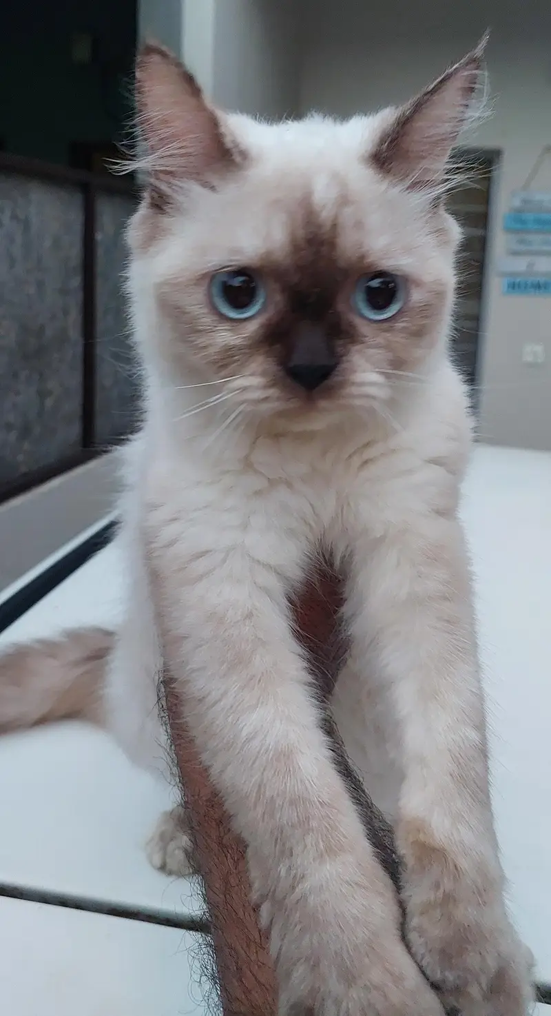 Royal Persian pair for sale — photo 3
