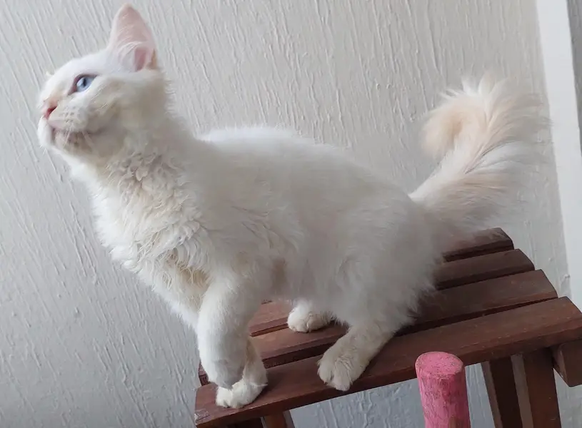Royal Persian pair for sale — photo 4
