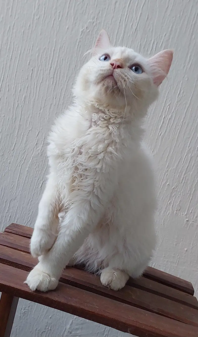 Royal Persian pair for sale — photo 5