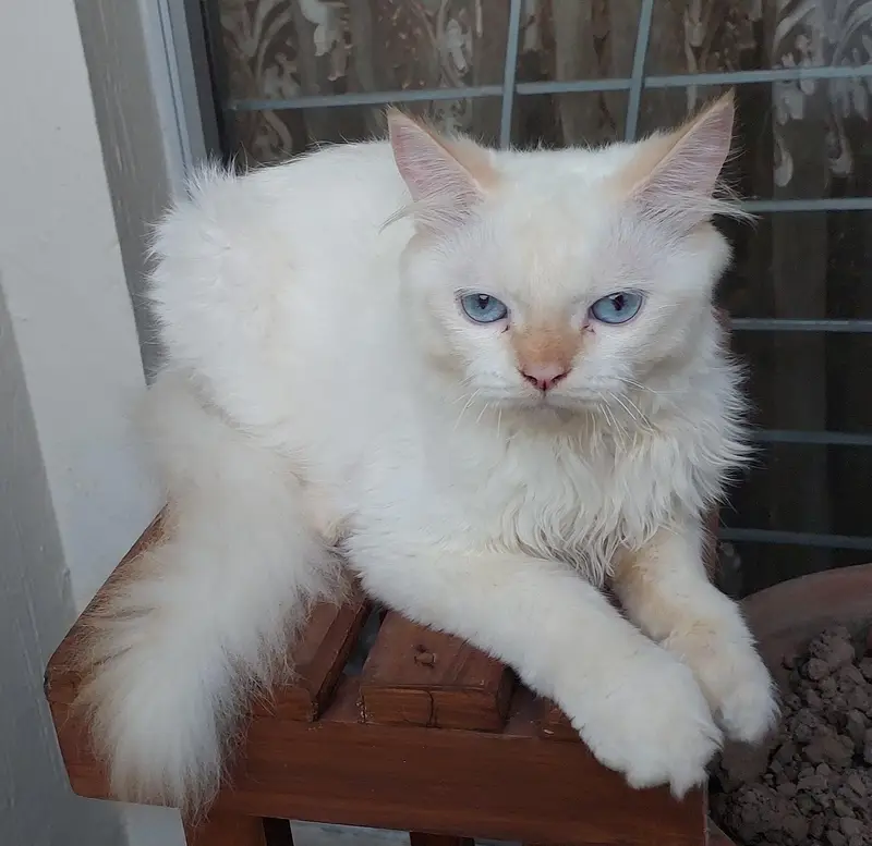 Royal Persian pair for sale — photo 6