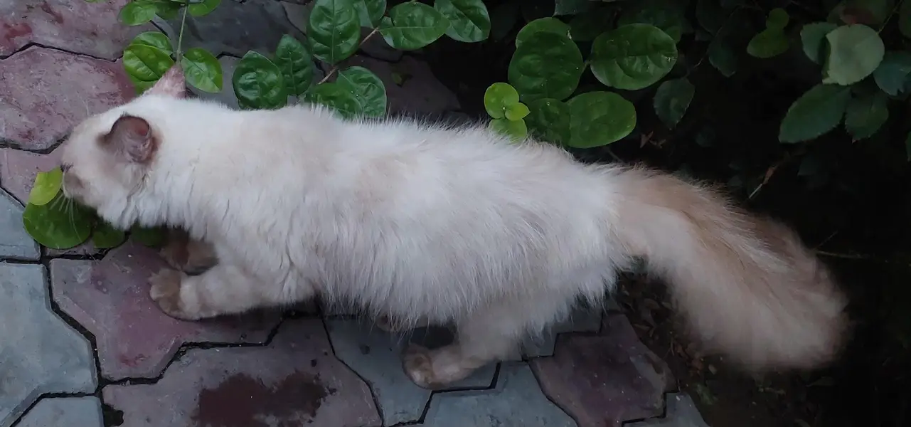 Royal Persian pair for sale — photo 7