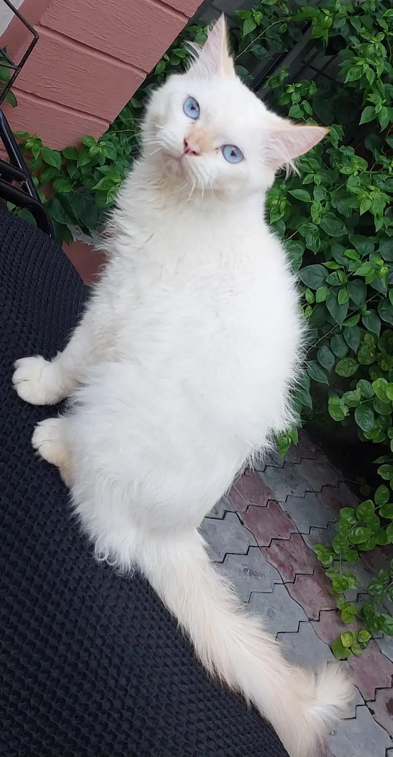 Royal Persian pair for sale — photo 8