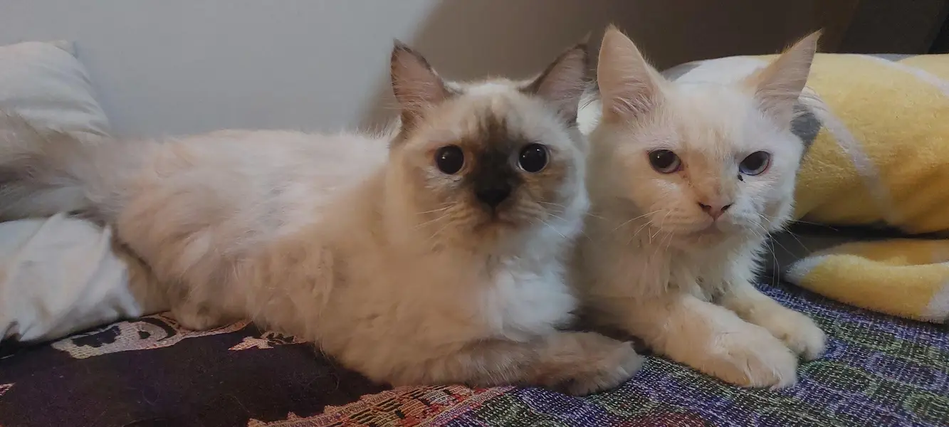 Royal Persian pair for sale — photo 9