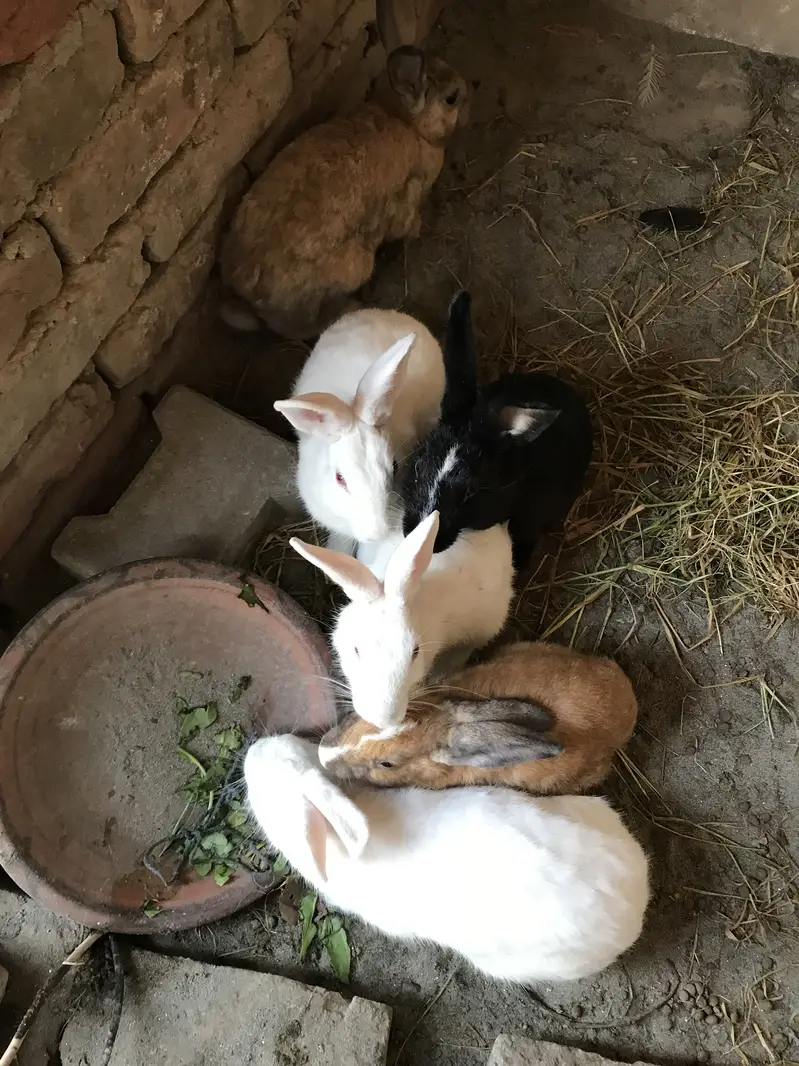 Rabbits for sale cargo available 03213831829 — photo 2