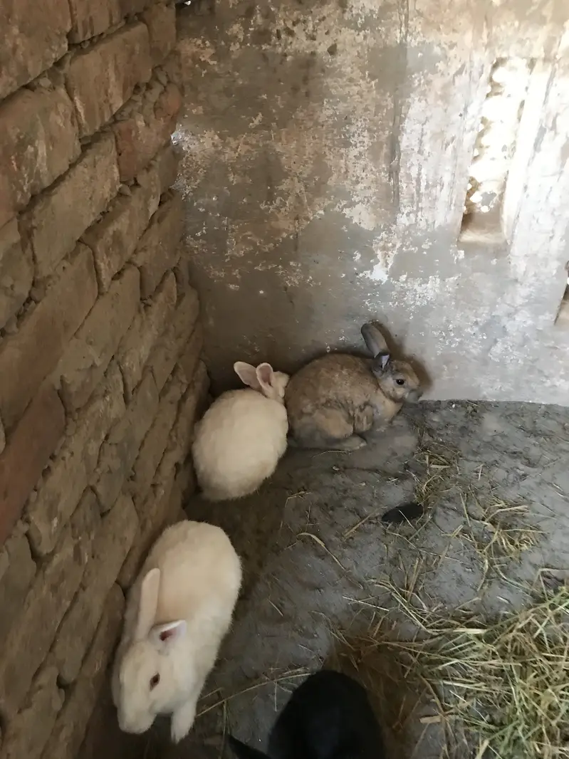 Rabbits for sale cargo available 03213831829 — photo 3