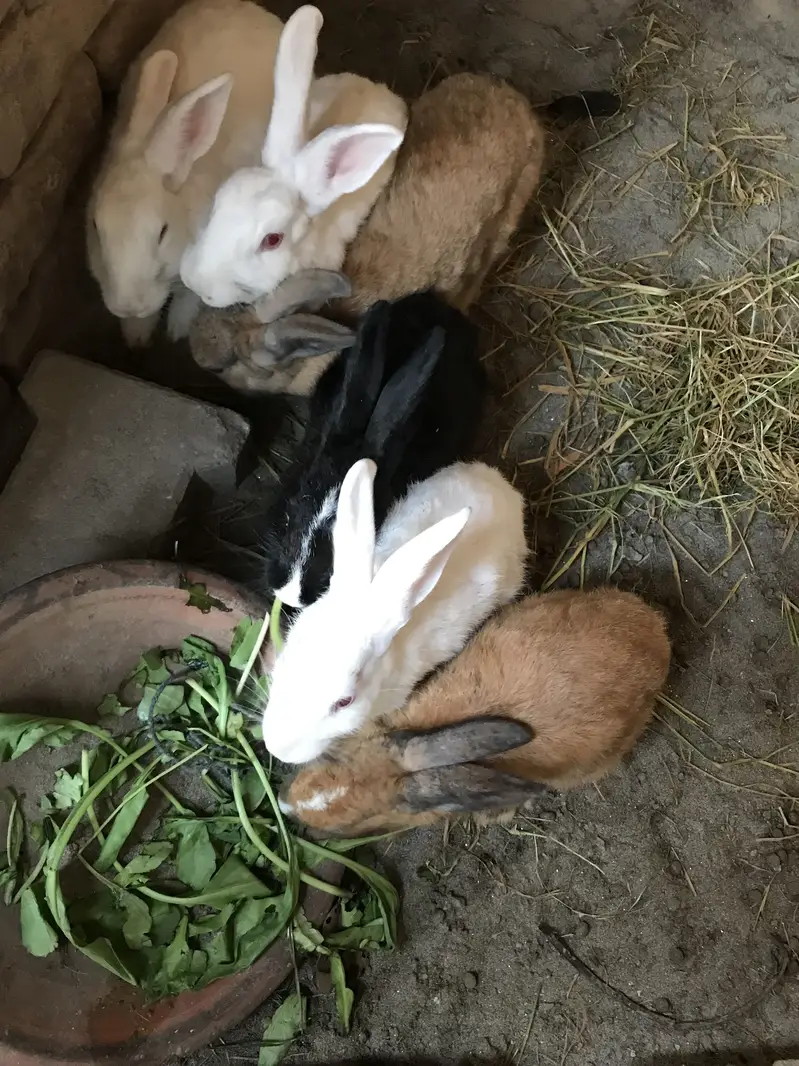 Rabbits for sale cargo available 03213831829 — photo 4