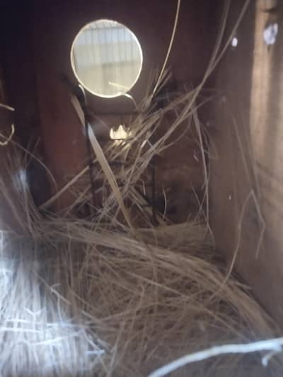 ready to breed first