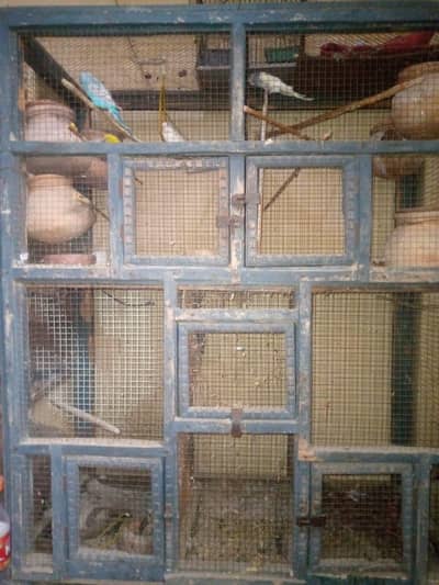 Parrot and Wooden Cage