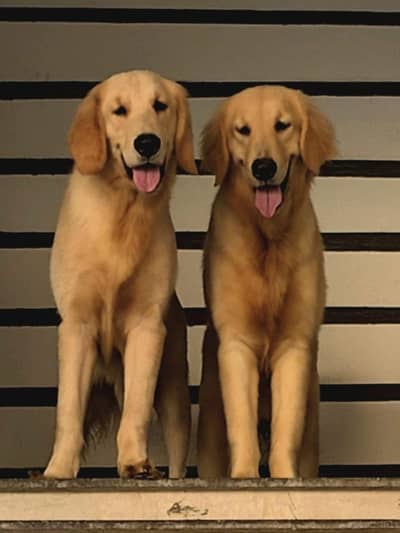 Purebred Golden Retriever Puppies – Healthy & Heavy-Boned