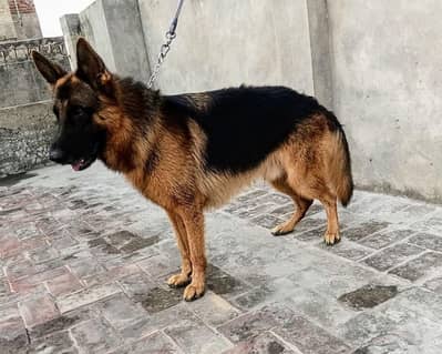 KCP Pink Pedigree Male 2 years