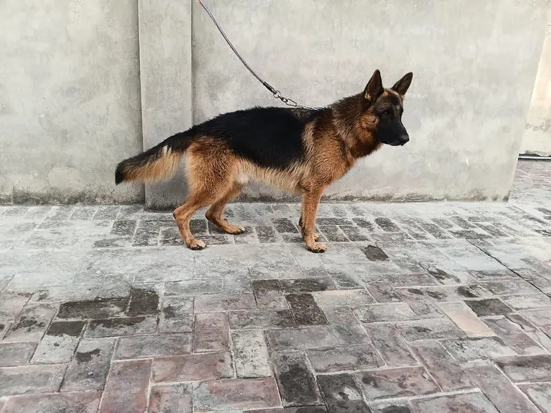 KCP Pink Pedigree Male 2 years — photo 2