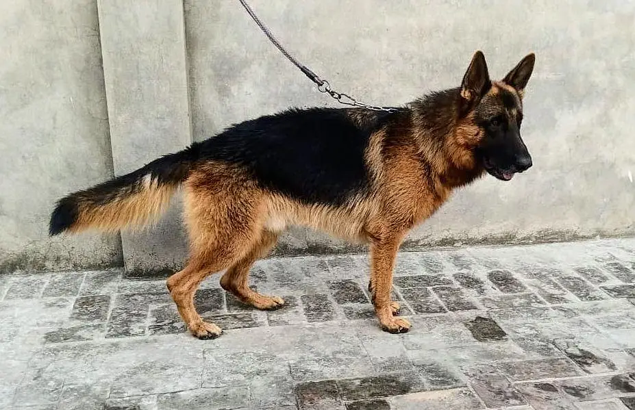 KCP Pink Pedigree Male 2 years — photo 3