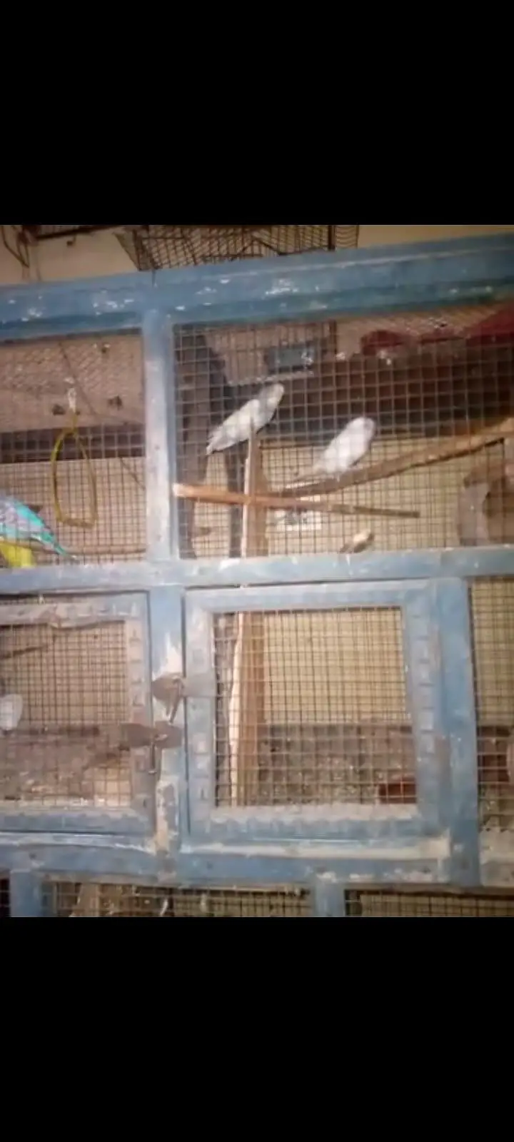 Parrot and Wooden Cage — photo 2