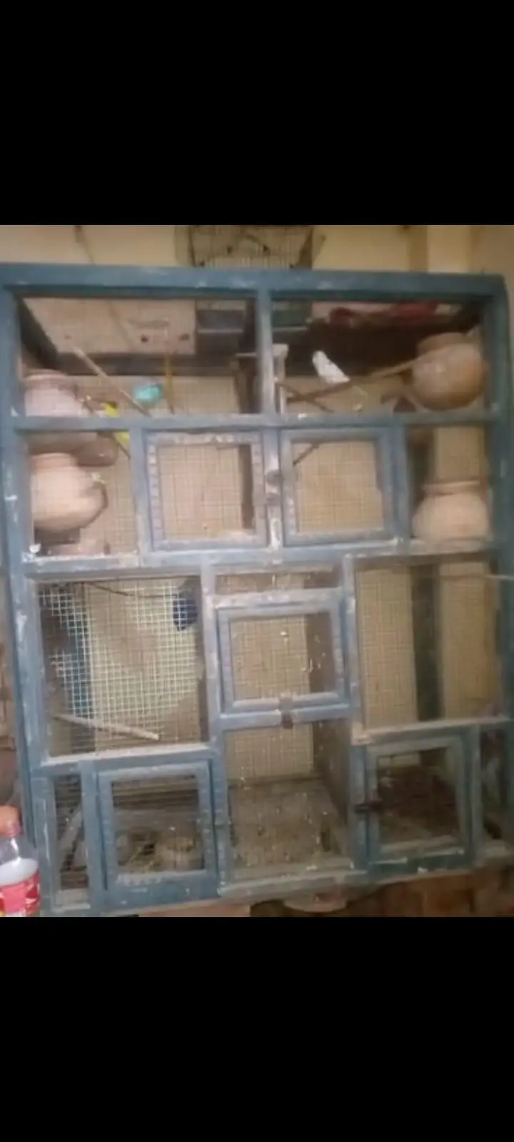 Parrot and Wooden Cage — photo 3
