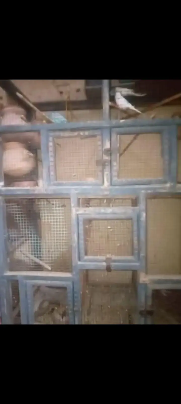Parrot and Wooden Cage — photo 5
