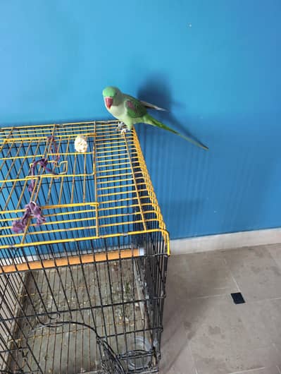 green