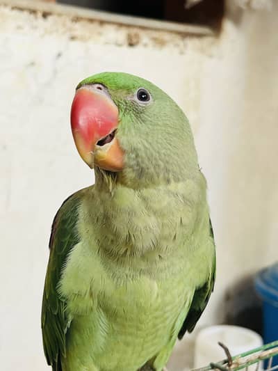 Kashmiri parrot for sale