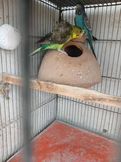 black face black wing hogoromo budgies