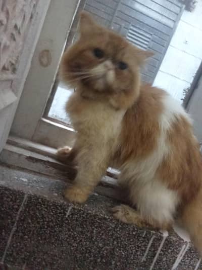 stud male peki for sale