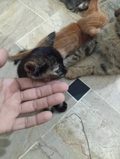 Mother Cat with 3 Kittens for Sale