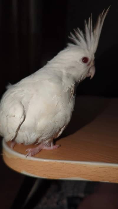 Hand tamed cockatiel available
