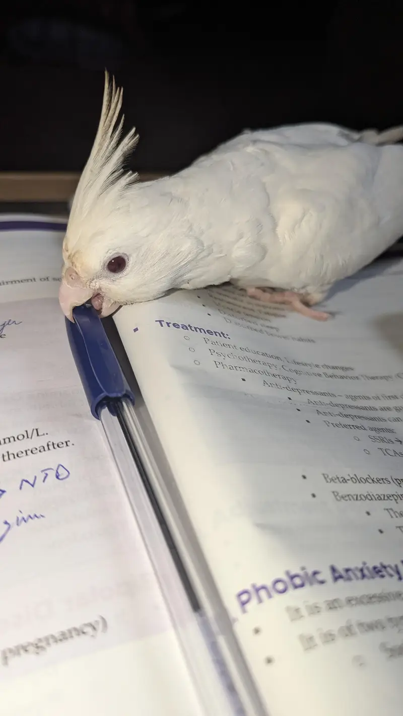 White red eyes Hand tamed cockatiel available — photo 2