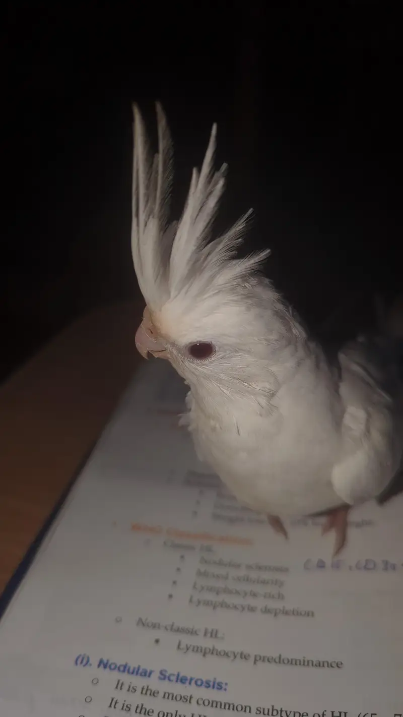 White red eyes Hand tamed cockatiel available — photo 3