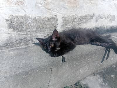 Black Persain Kitten Active and playfull