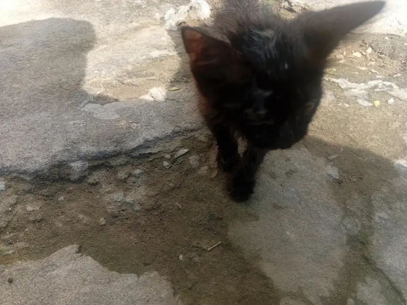 Black Persain Kitten Active and playfull — photo 2