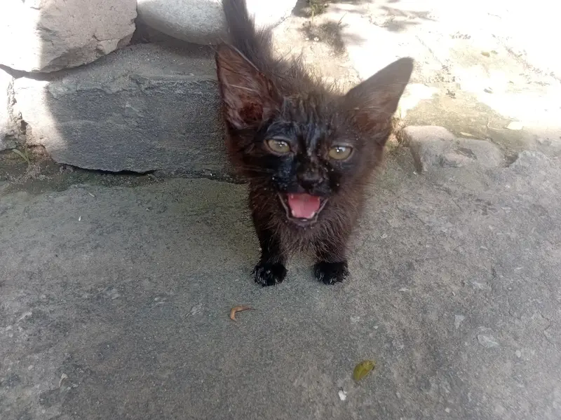 Black Persain Kitten Active and playfull — photo 3