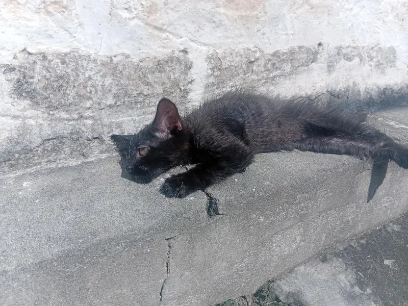 Black Persain Kitten Active and playfull — photo 4