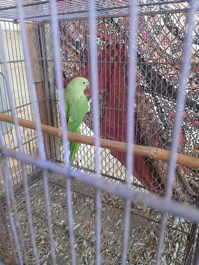Raw Parrat for sale
