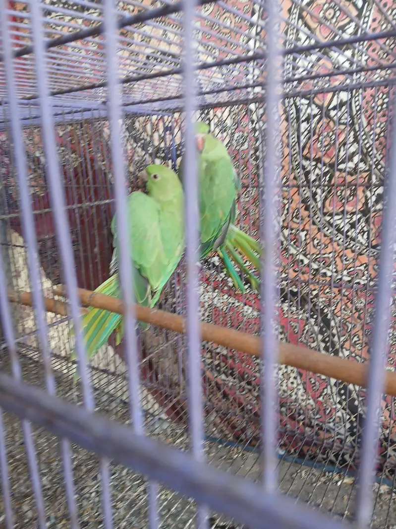 Raw Parrat for sale — photo 2
