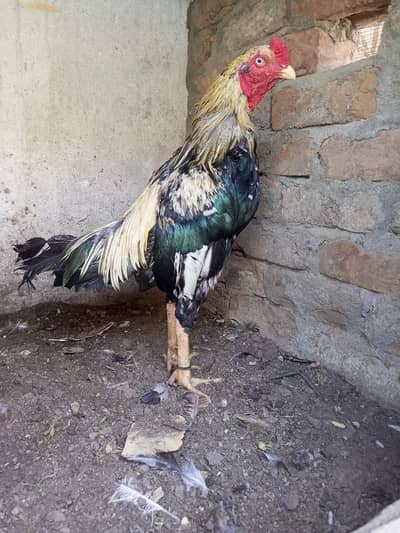 aseel breeder