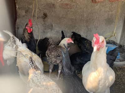 Hens for sale