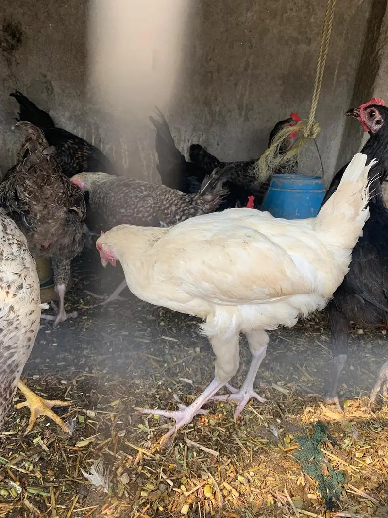 Hens for sale — photo 3