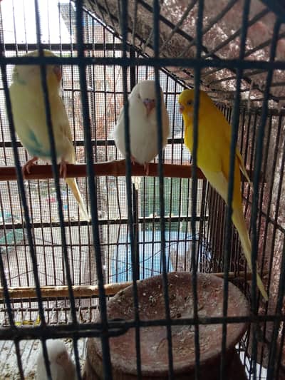 Australian parrot for sale