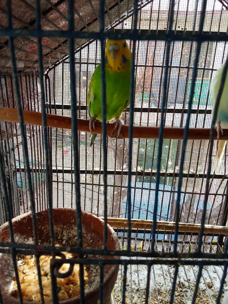 Australian parrot for sale — photo 2